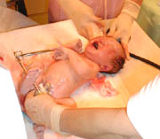 3190g�̐Ԃ����