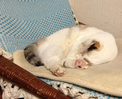 実家の猫、16歳