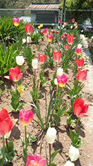 実家のチューリップ満開です